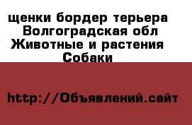 щенки бордер терьера - Волгоградская обл. Животные и растения » Собаки   